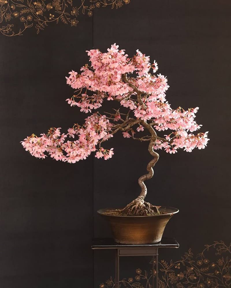 sakura blossom bonsai tree