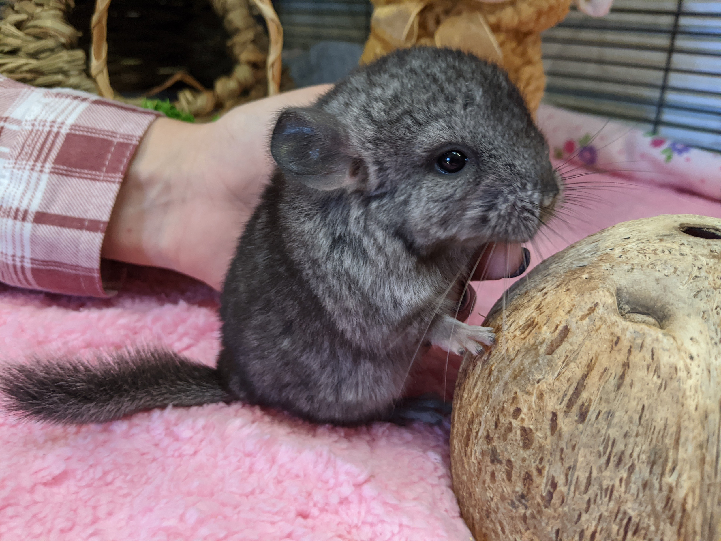 chinchillas for sale