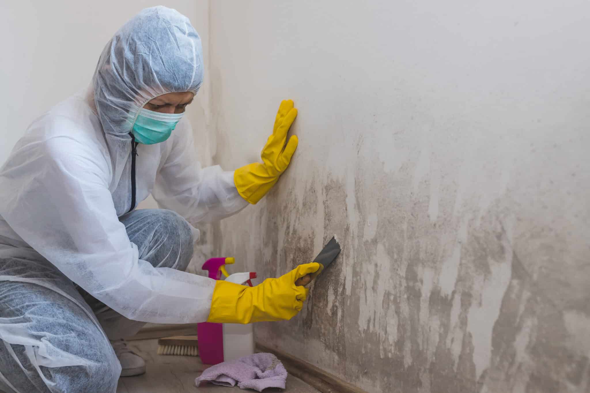 mold remediation near me reviews