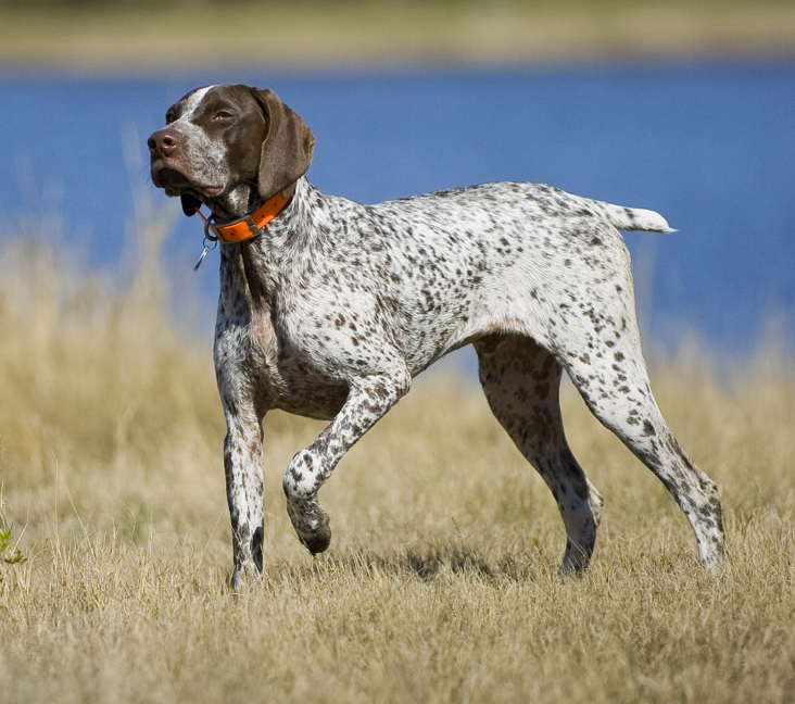 german shorthaired puppies for sale near me