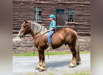 belgian draught horse for sale