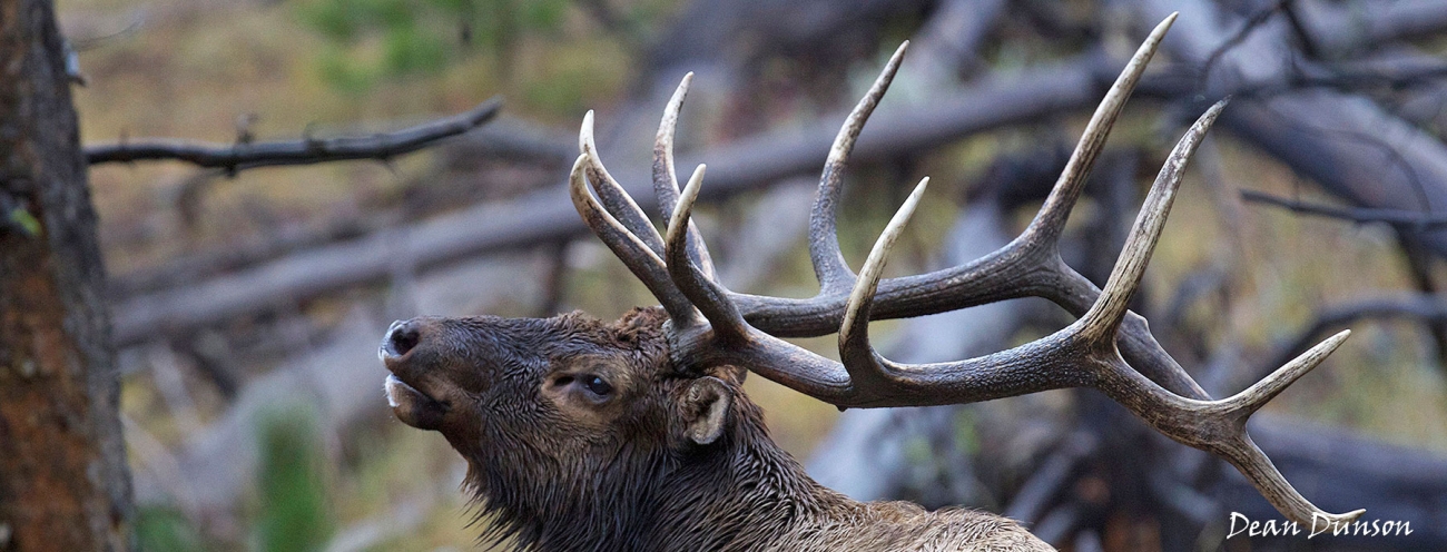 odfw elk regulations