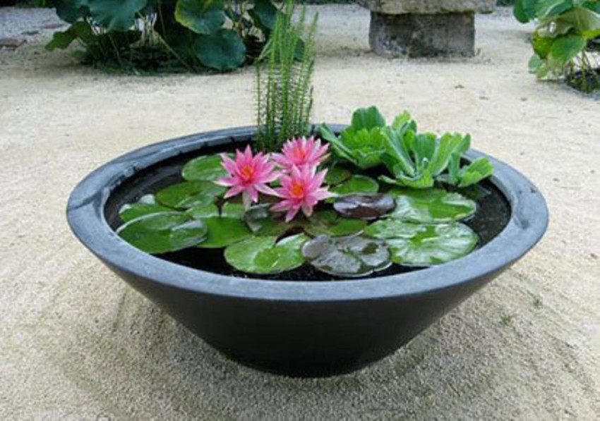 lotus pots online india