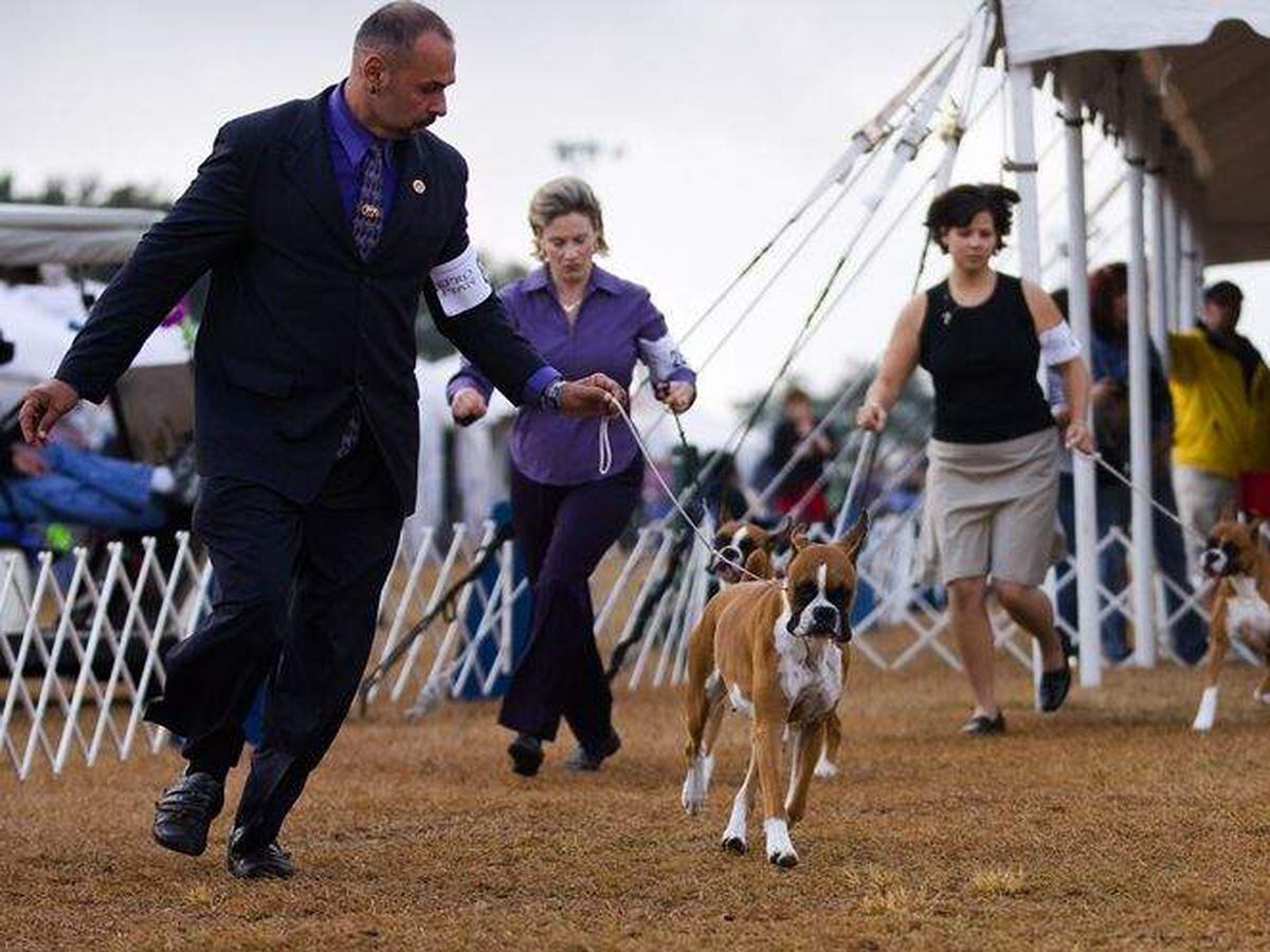 dog show in brooksville