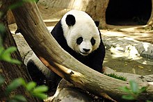 giant panda wiki