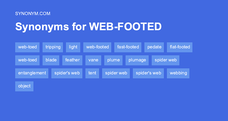 spider web synonym