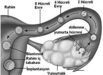 hamile bırakma yöntemleri