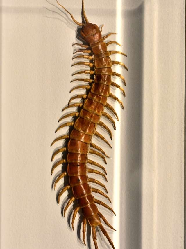 spiritual meaning of centipede