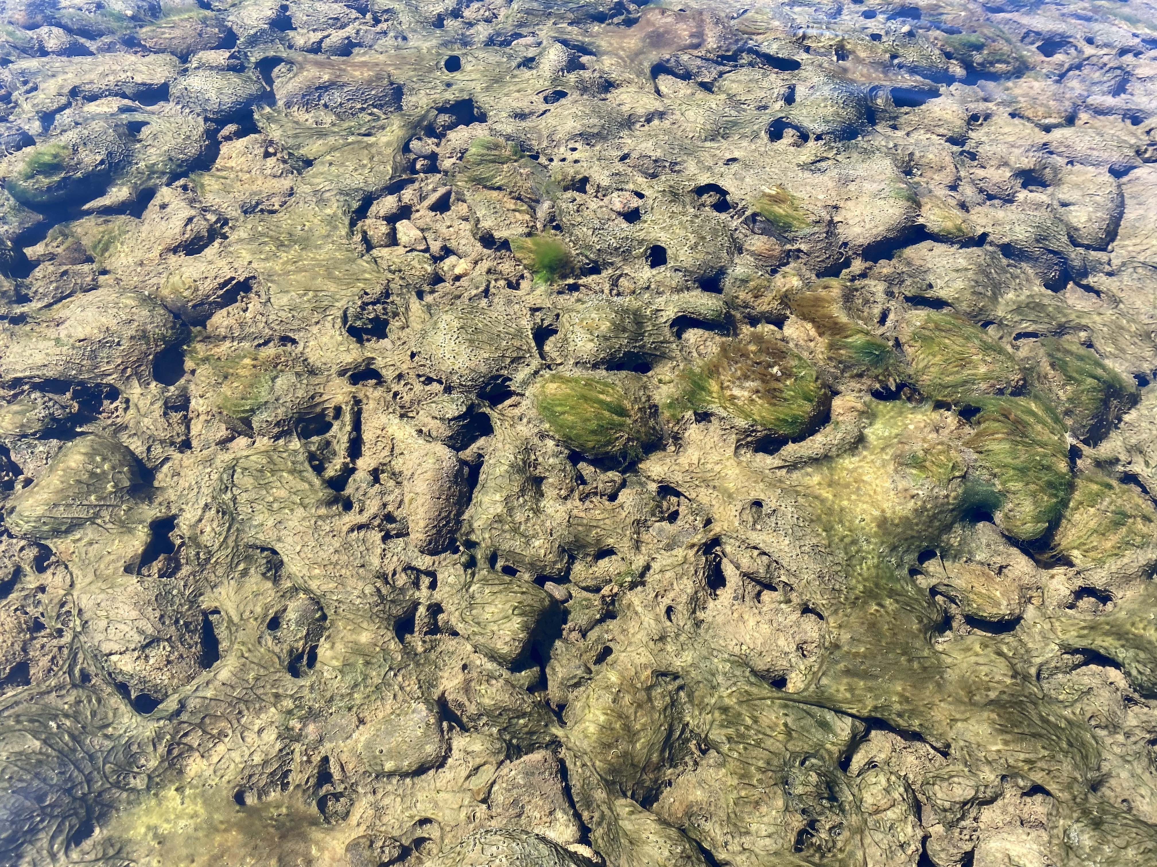 halifax blue green algae