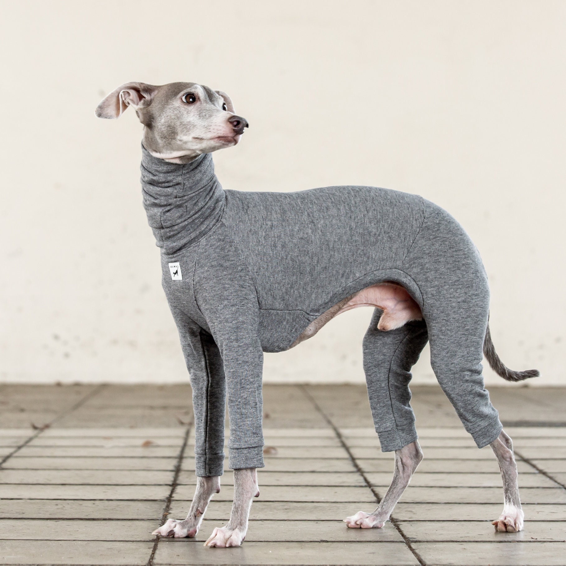 clothes for greyhounds
