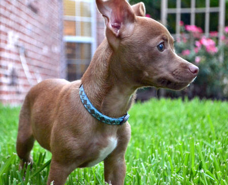 pitbull and chihuahua mix breed