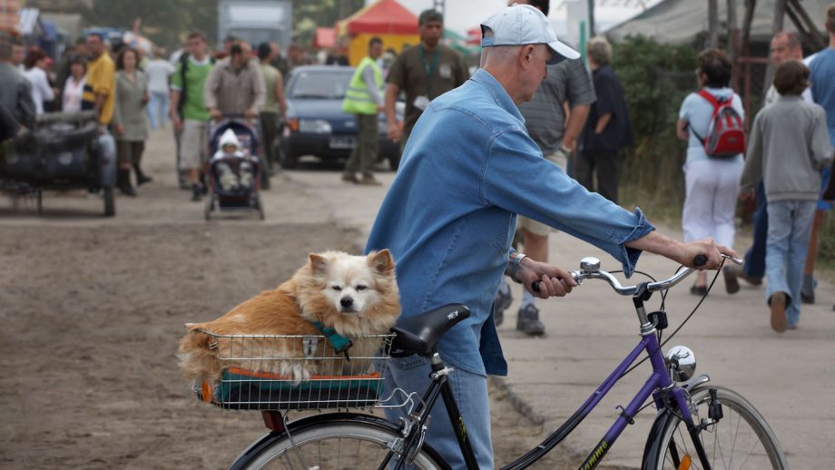 best bike dog carrier