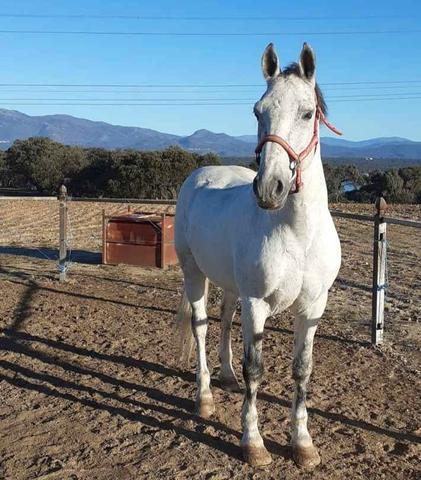 se vende caballo