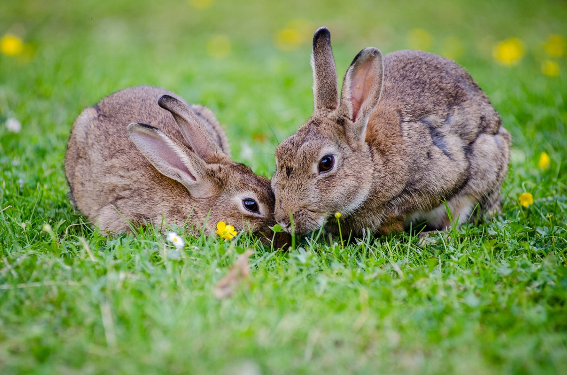 pics of rabbits