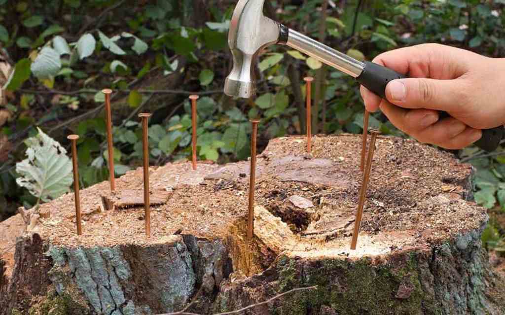 killing tree stumps copper nails