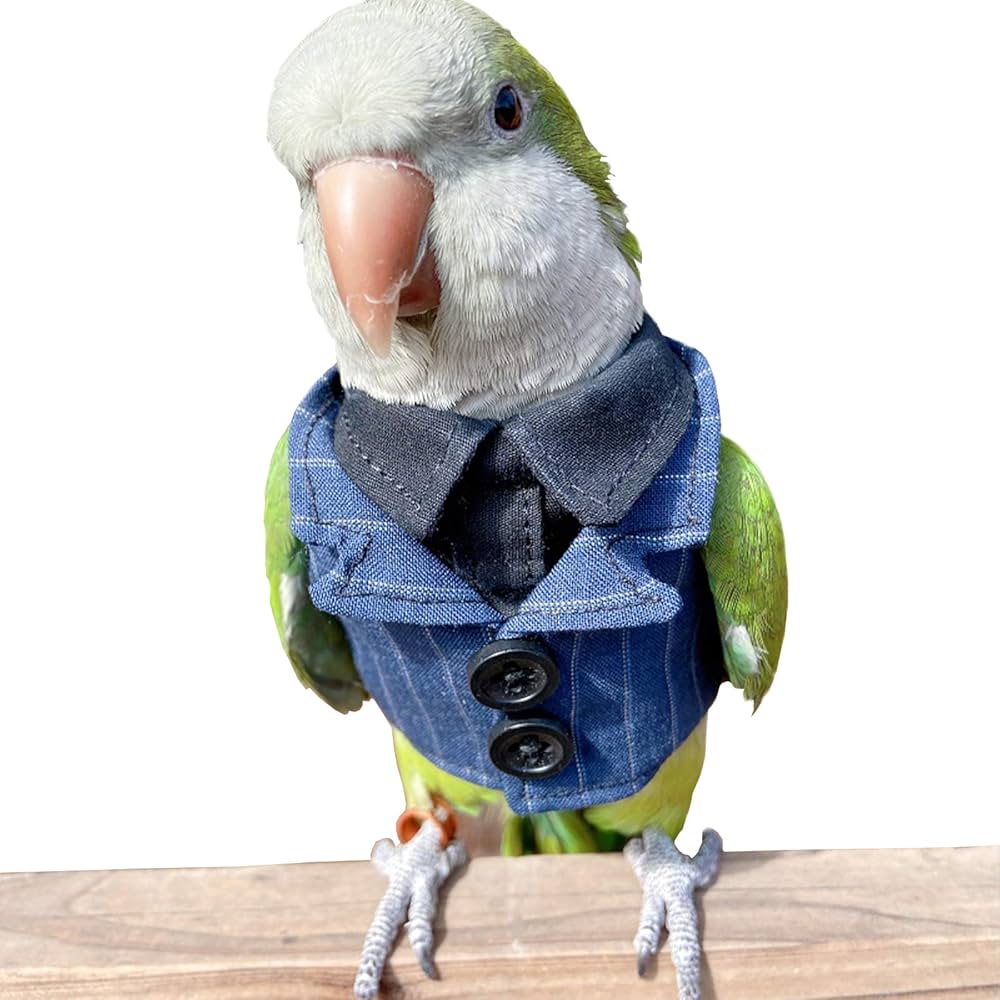 parrot clothes