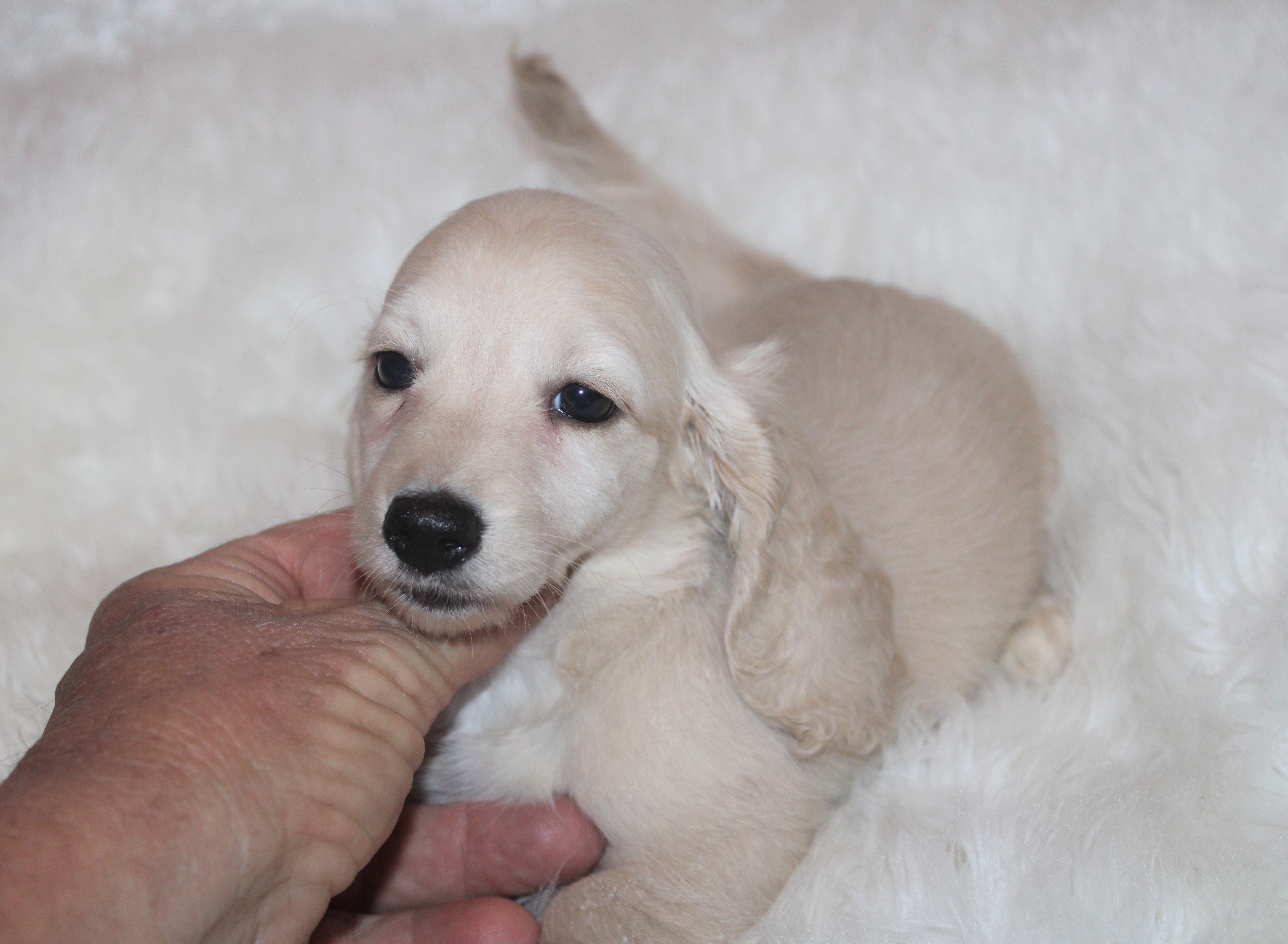 mini golden dachshund for sale