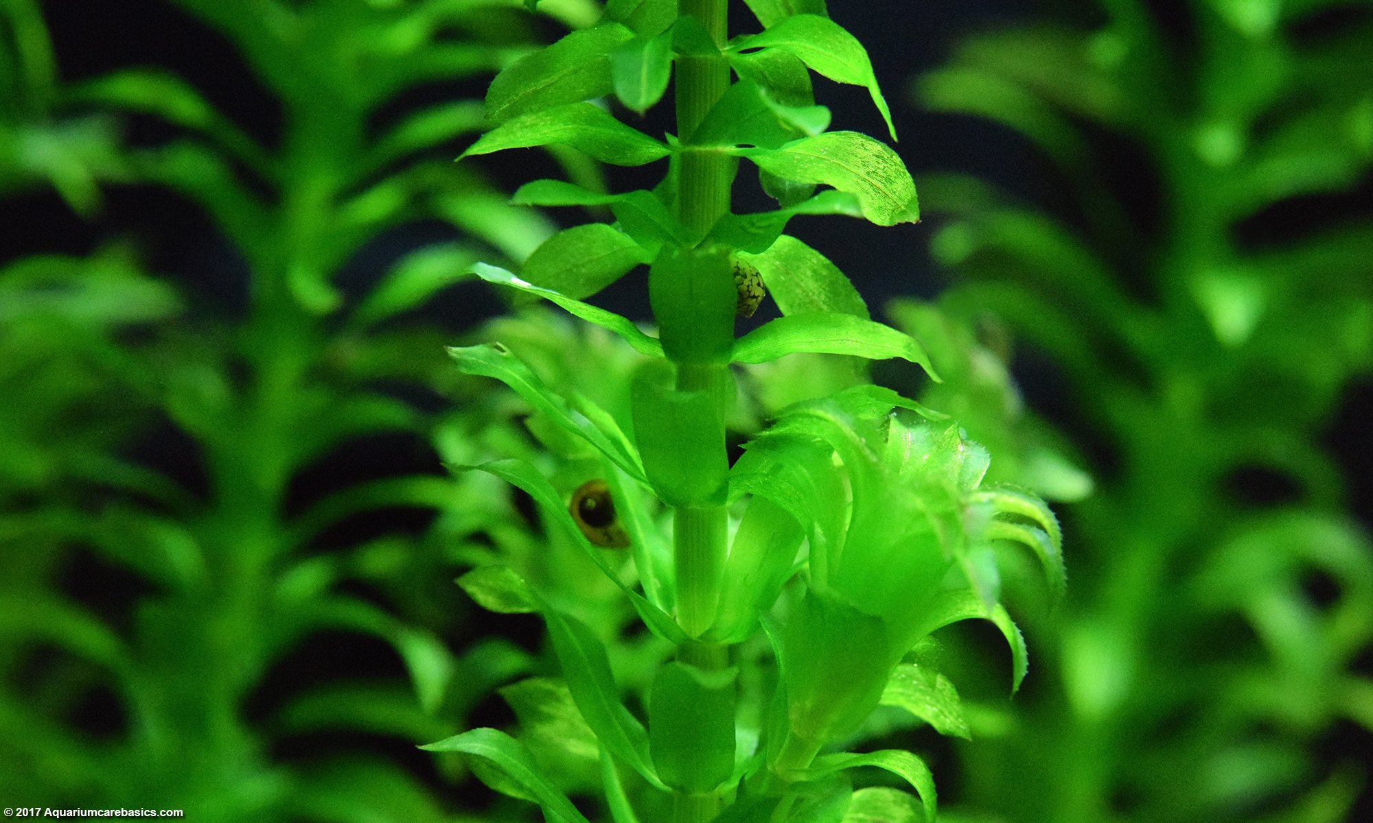 elodea anacharis