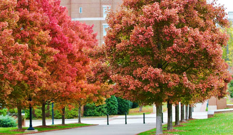 nashville tn november weather