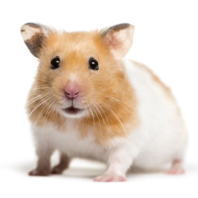 pic of a hamster