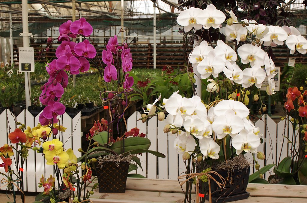 orchid show villa park il