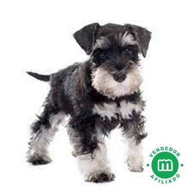 schnauzer for sale near me