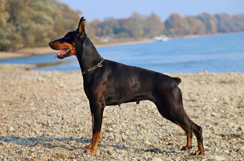 doberman dog bite force