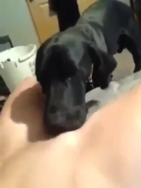 dog licks pussy