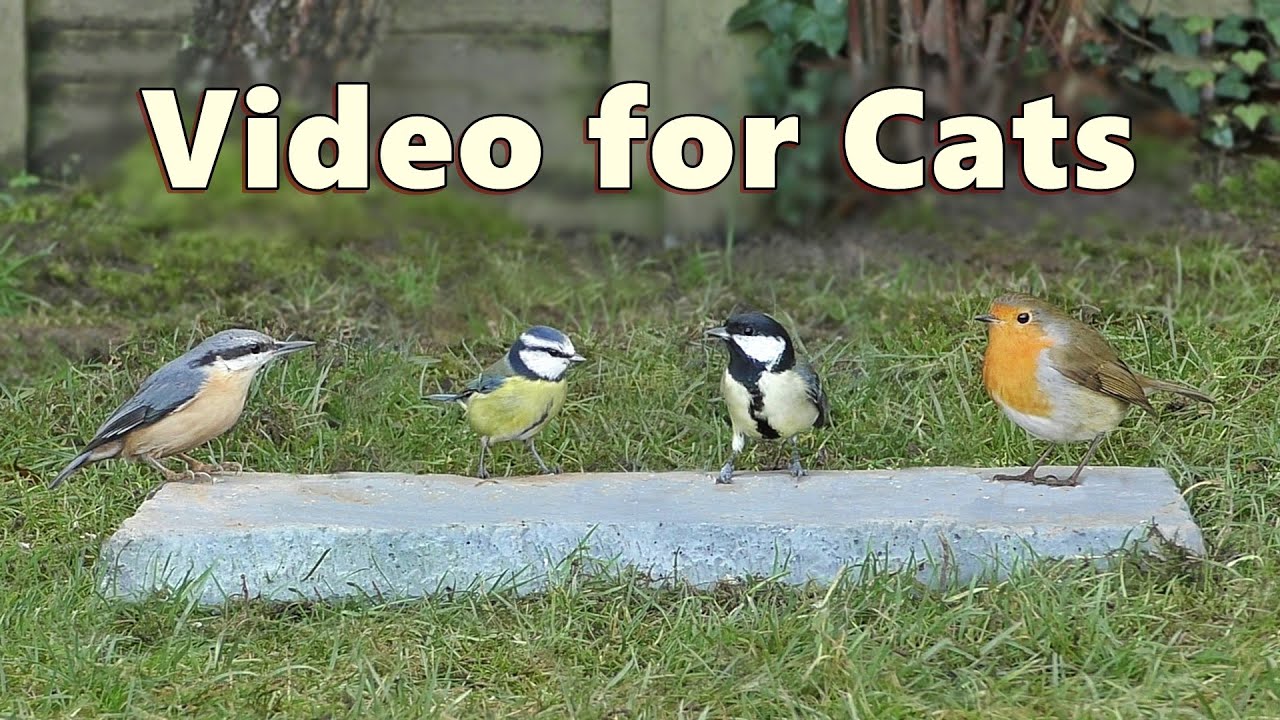 bird videos for cats