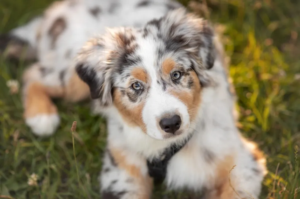 australian shepherd photos