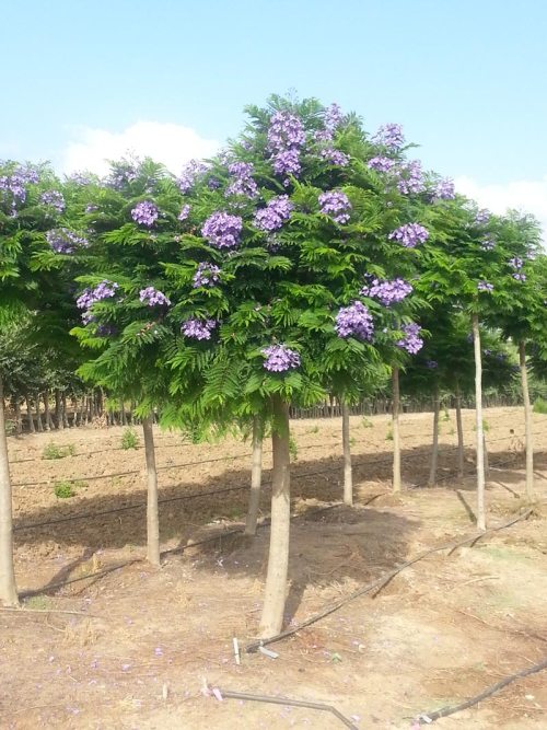 jacaranda bonsai blue