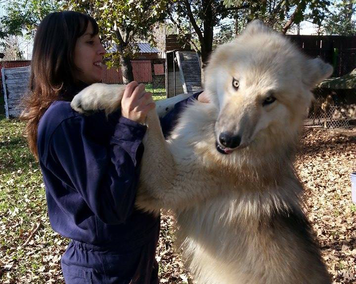 venta perro lobo