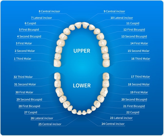 universal national tooth numbering system