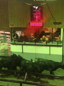 greencastle livestock auction