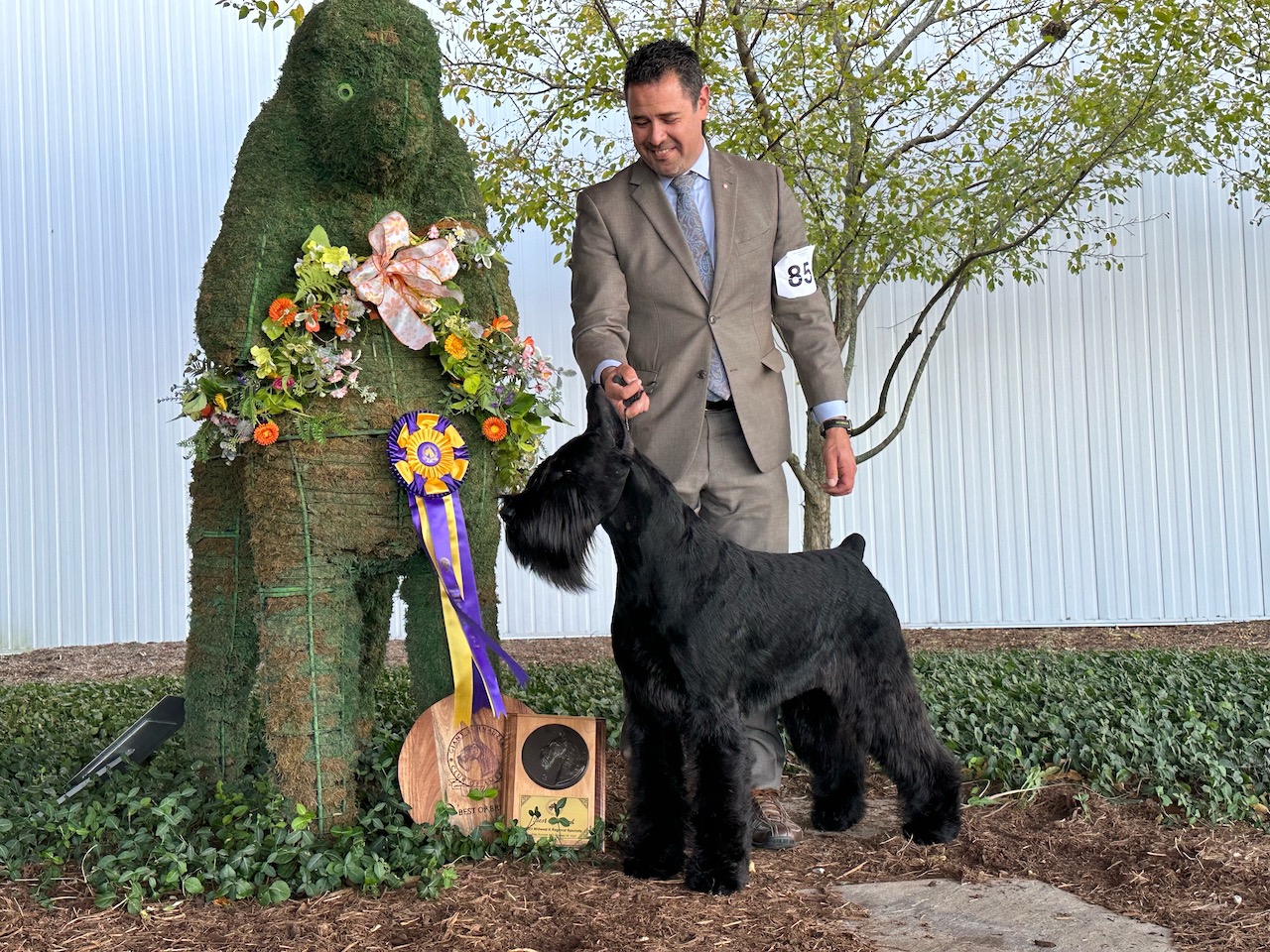 giant schnauzer club of america