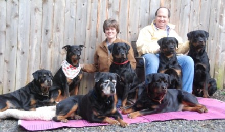 rottweiler washington state