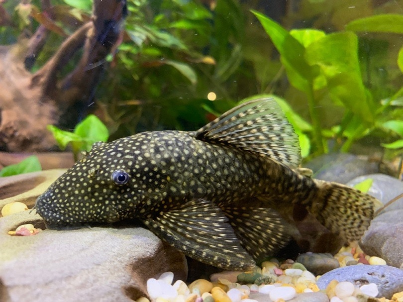 bristlenose pleco profile