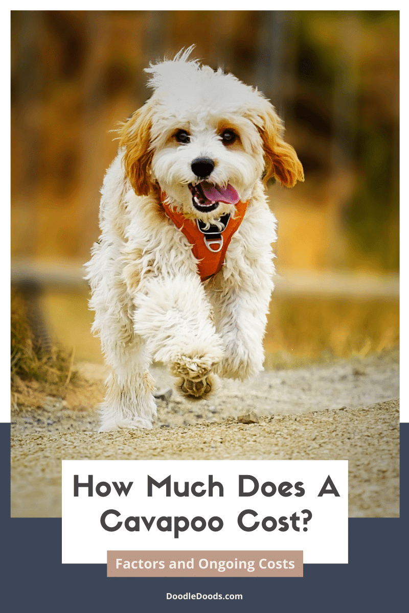 how much is a cavapoo dog