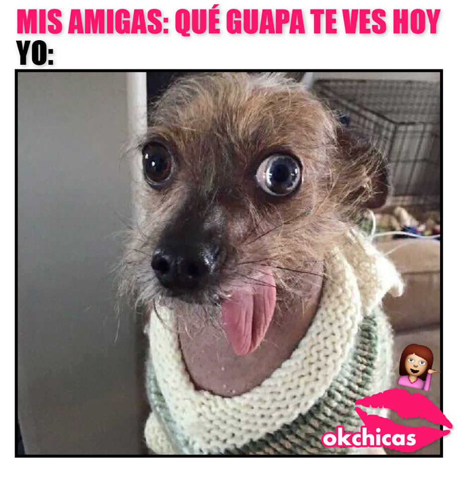 memes de perros para whatsapp