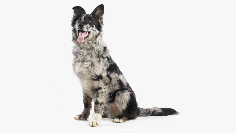 border collie alsation cross