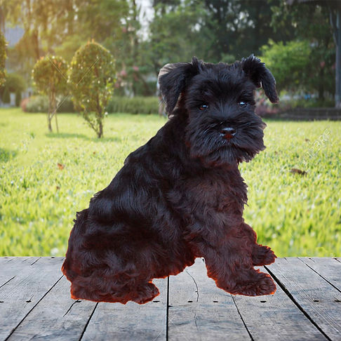 schnauzer precio mexico