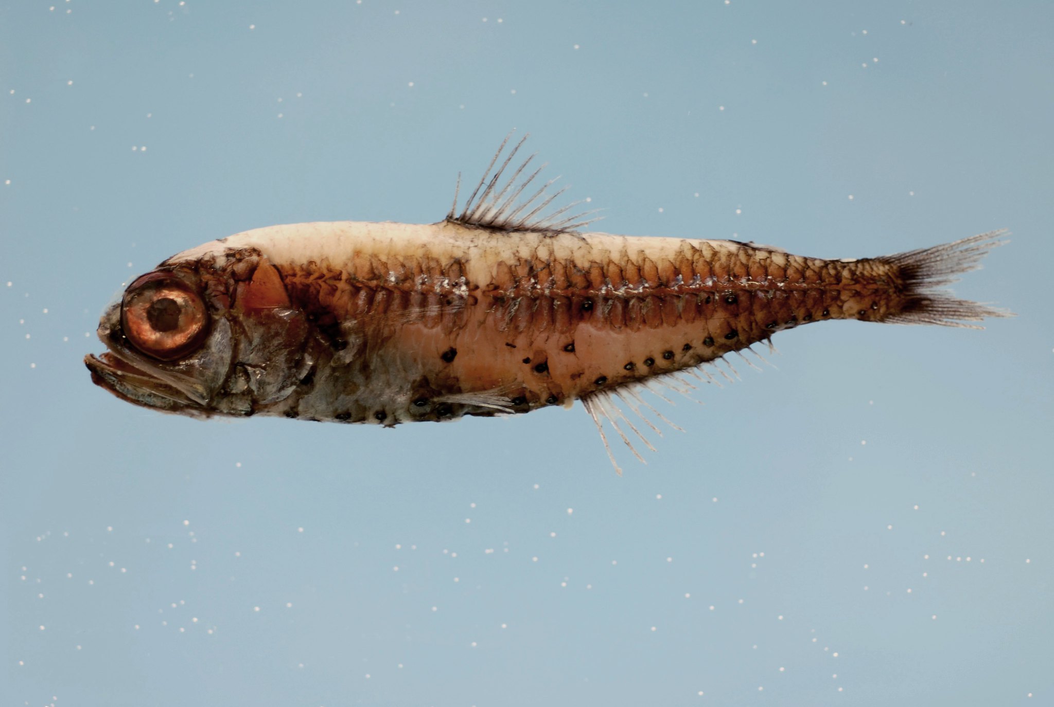 lantern fish images