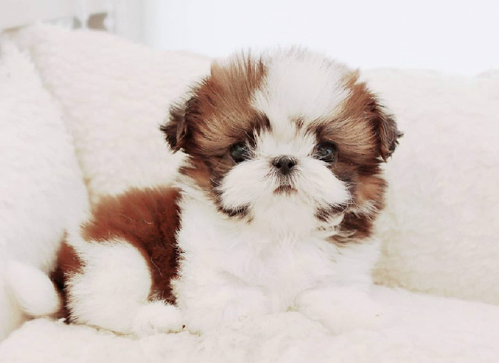 teacup shih tzu puppies