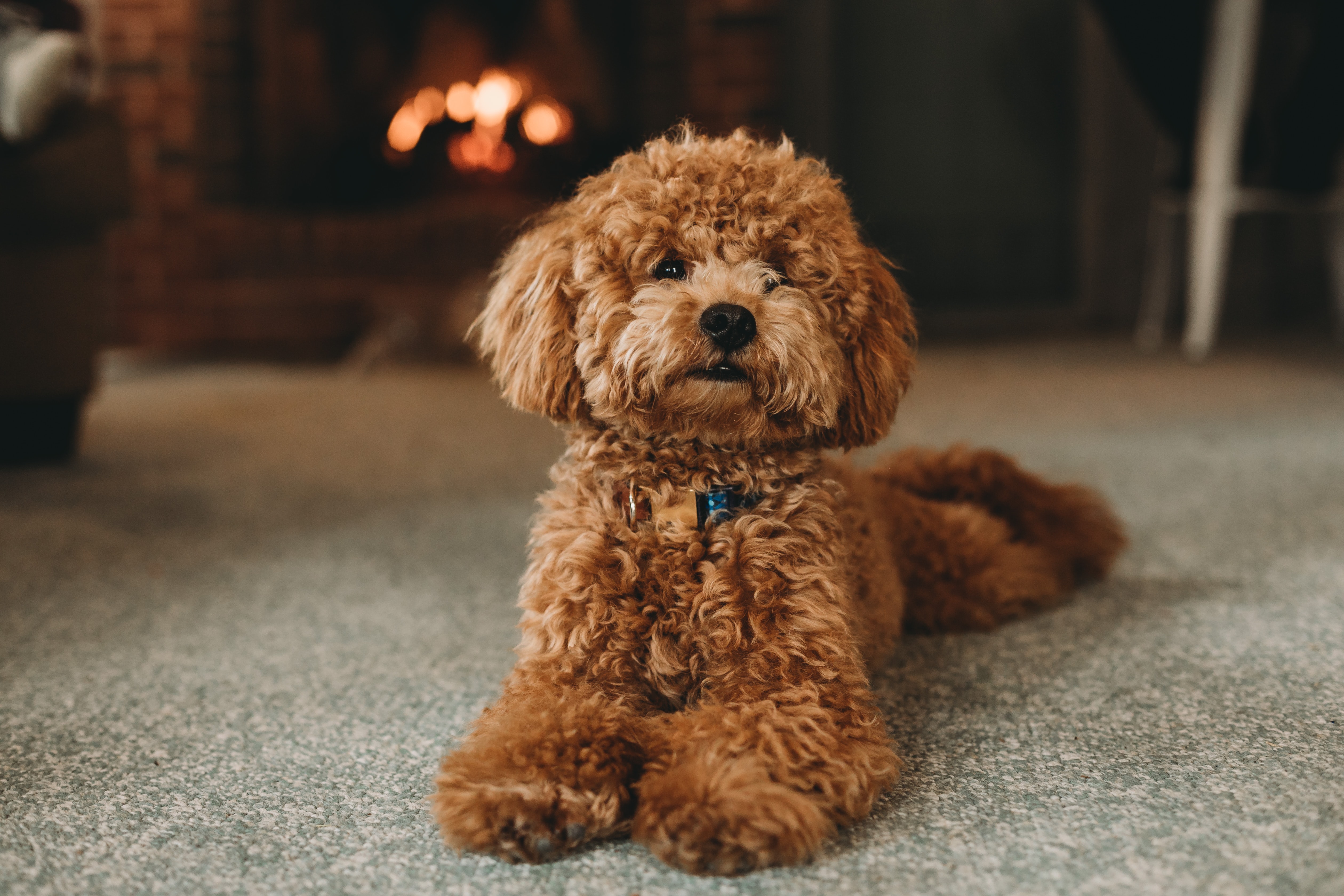 size of miniature labradoodle