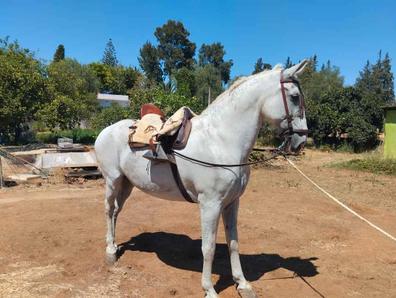 milanuncios caballos andalucia