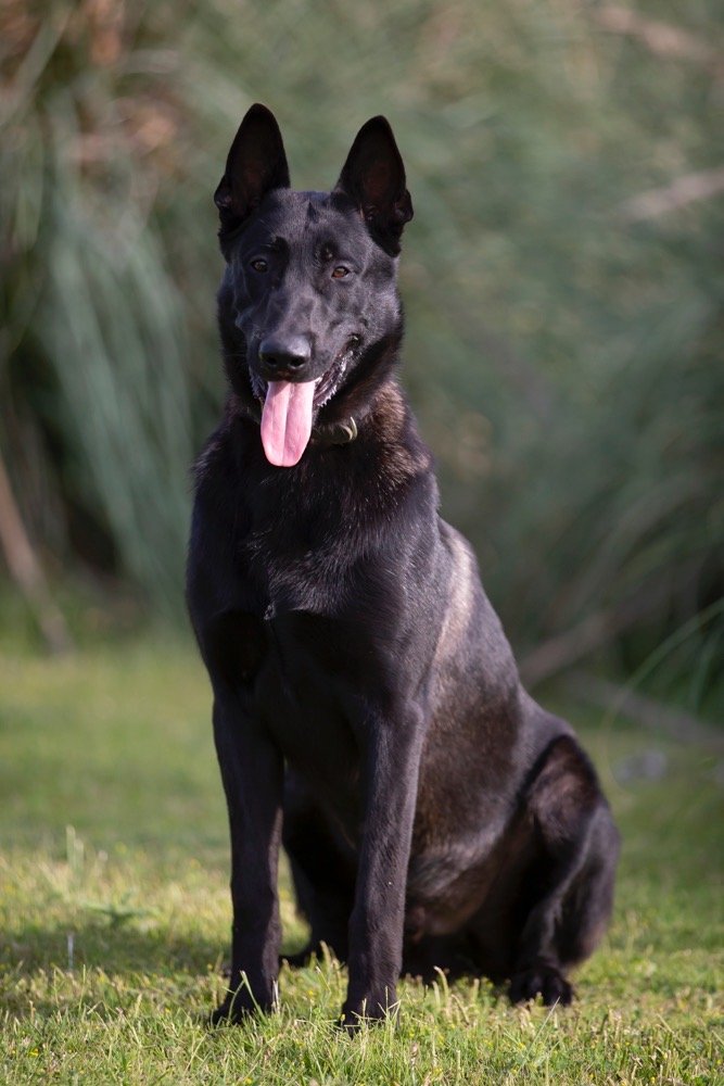 black malinois