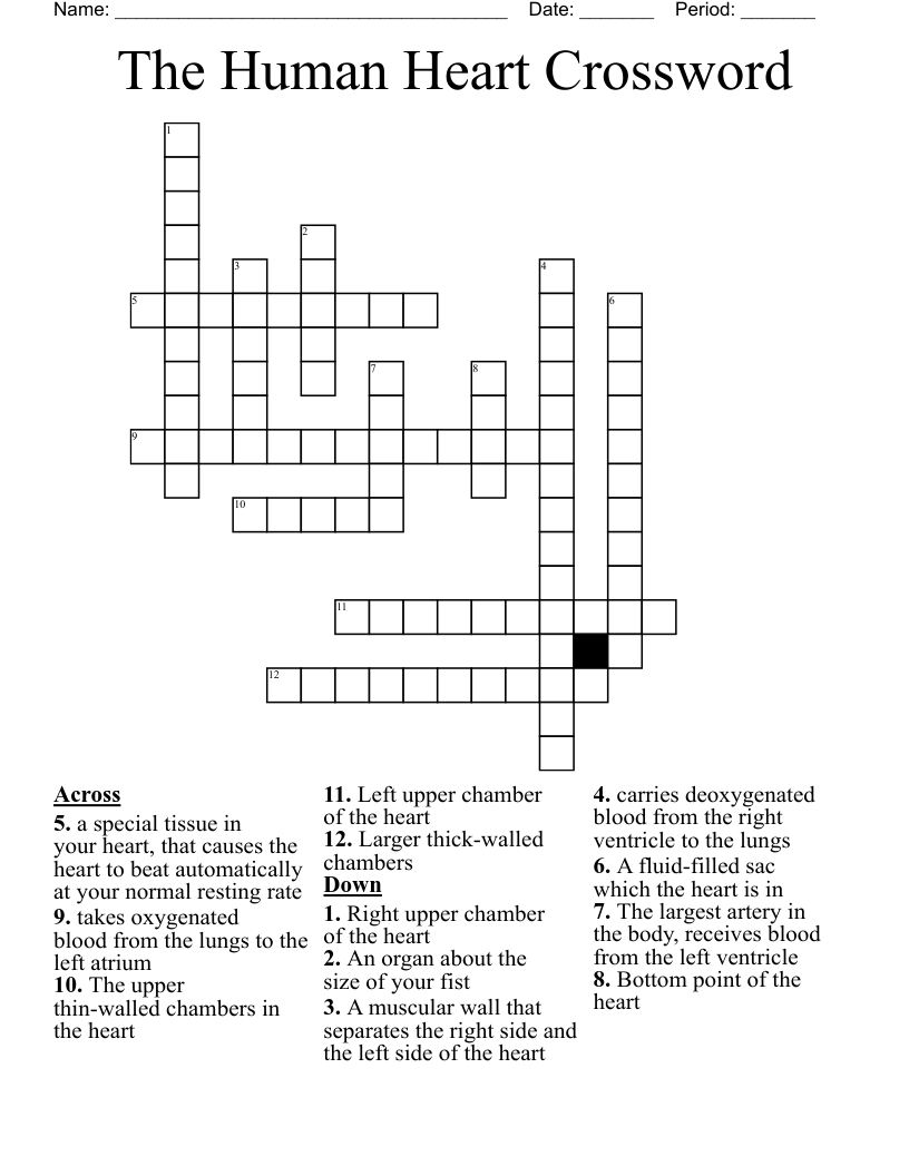 heart chambers crossword