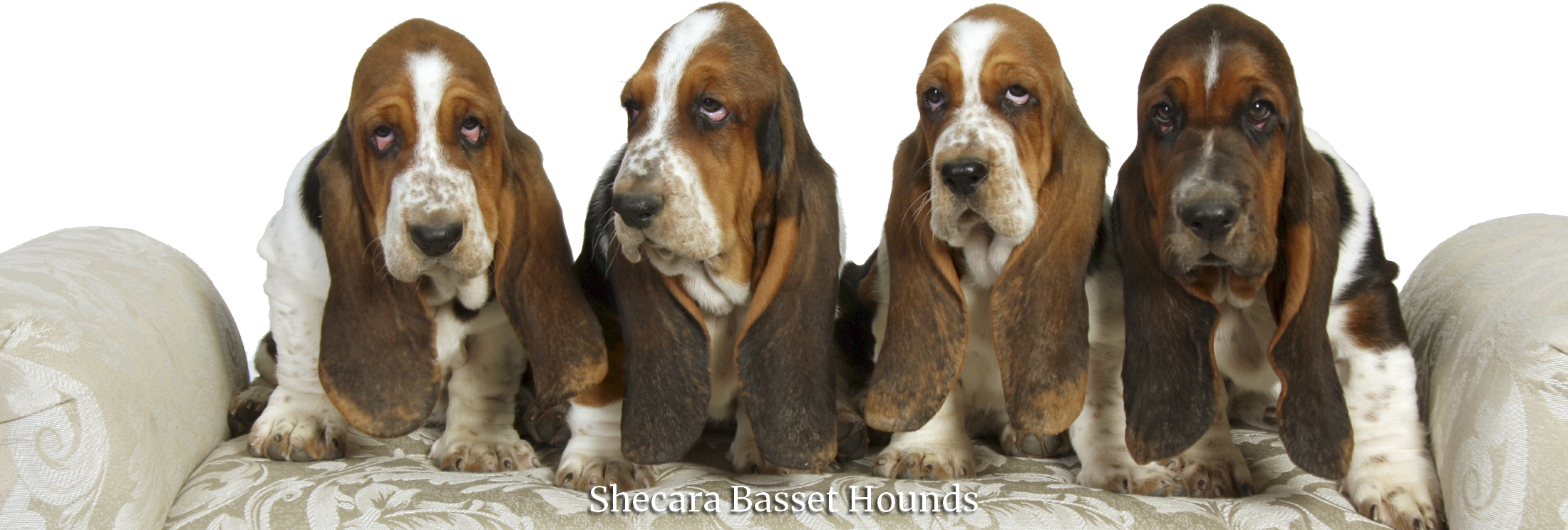 basset hound puppies for sale ontario