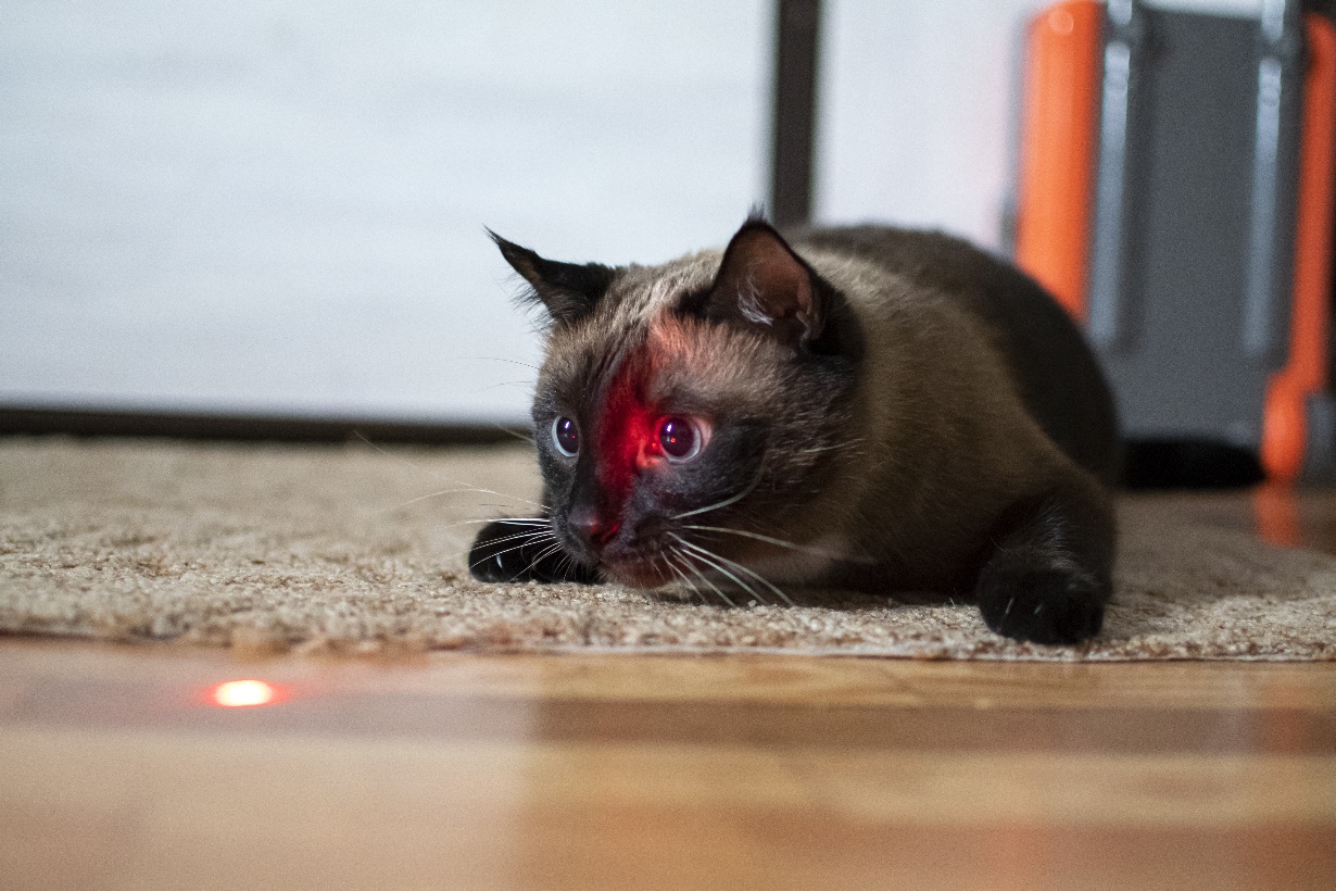 laser pointer syndrome in cats