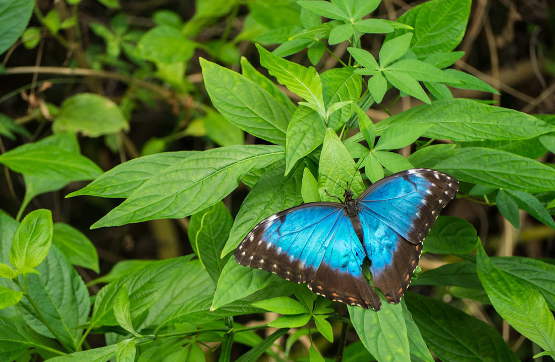 amazon butterfly